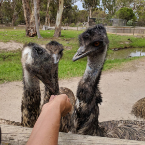 Emu Feeding South Australia Victor Urimbirra