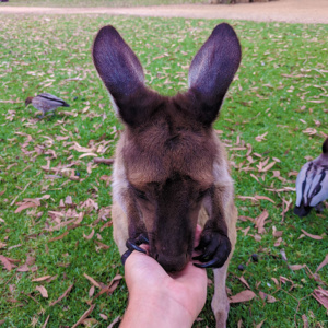 Feed Kangaroos Urimbirra Wildlife Park South Australia