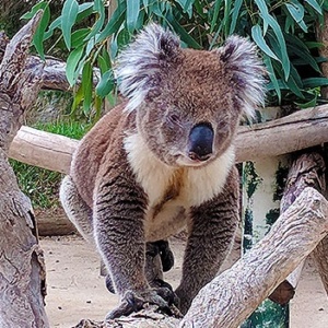 Koala Feeding South Australia Urimbirra