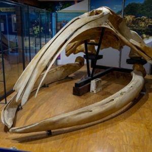 Fleurieu Marine Education Gallery Whale Skull