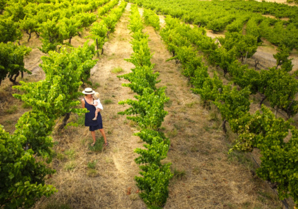 Nurturing Mother And Child Walking Through The Vineyard. Mclaren Vale Vineyards Grapevines And Wineries In South Australia Fleurieu Peninsula.
