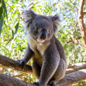 Koala Urimbirra