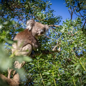 Koala Urimbirra