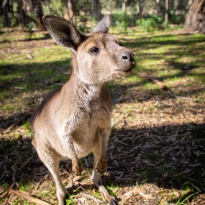 Kangaroo Urimbirra