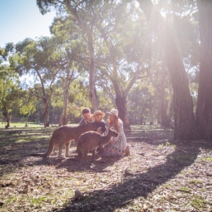 Kangaroo and family Urimbirra