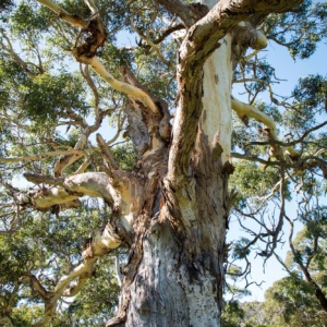 Tree Urimbirra