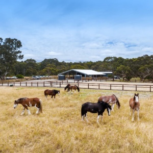 Horses In Paddock S By Victor Harbor Horse Drawn Tram