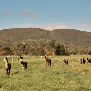 Softfoot Farm Alpaca Paddock