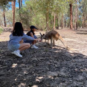 Softfoot Farm Kangaroo Feeding