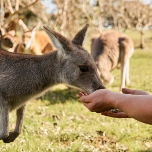 Softfoot Farm Kangaroo