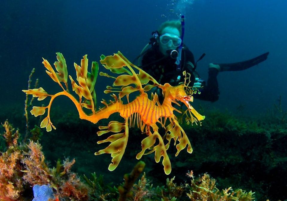 Leafy Seadragon Dive