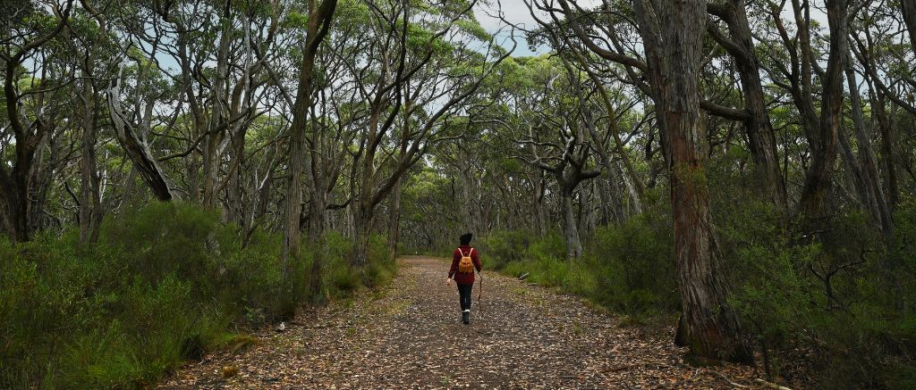Bush Walking