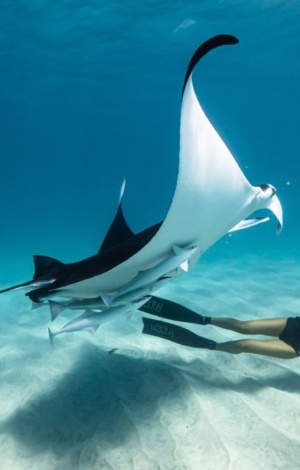 Ocean Film Festival