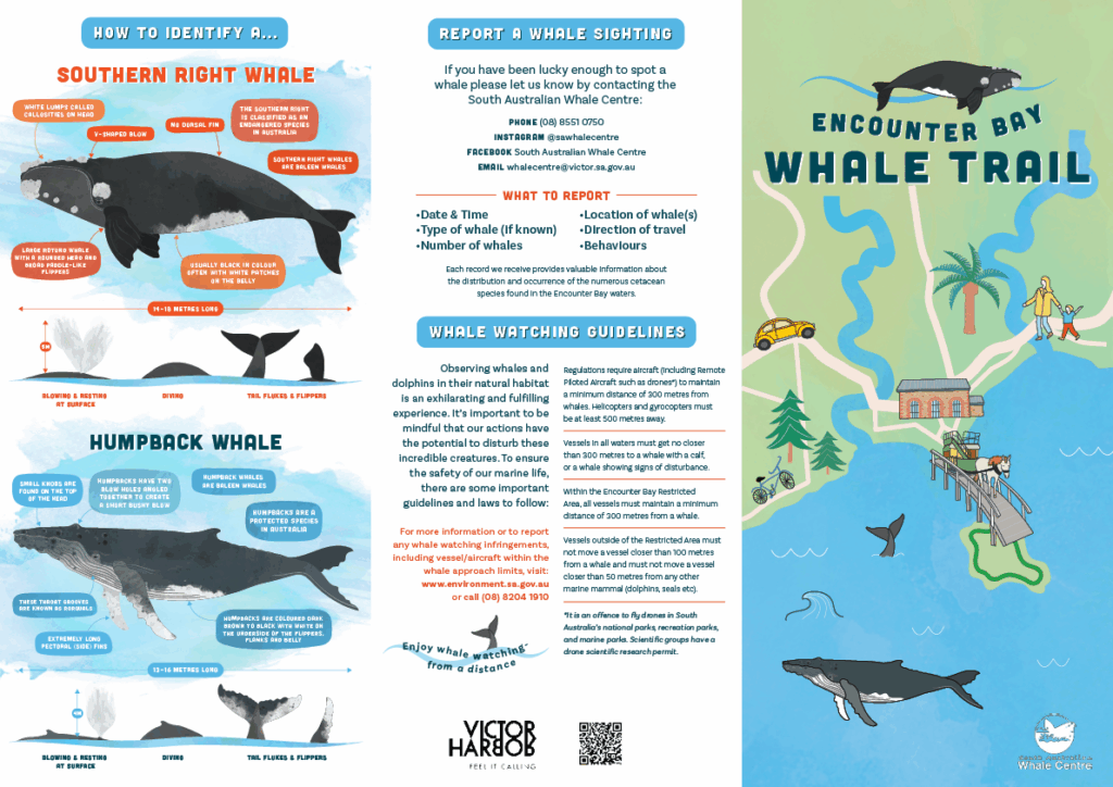 Whale Brochure Final