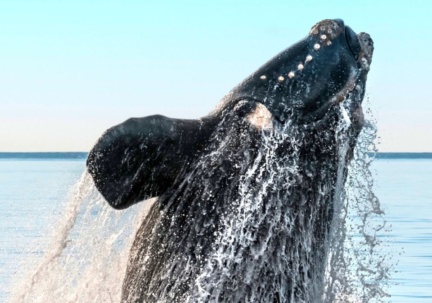 Winter Whale Fest