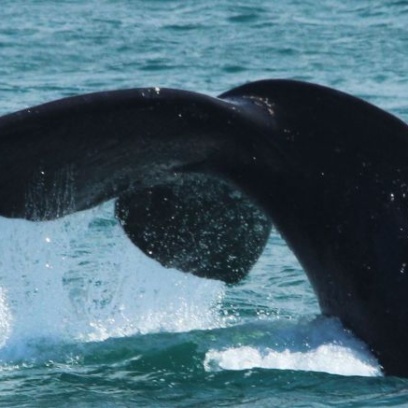 Whale Tale