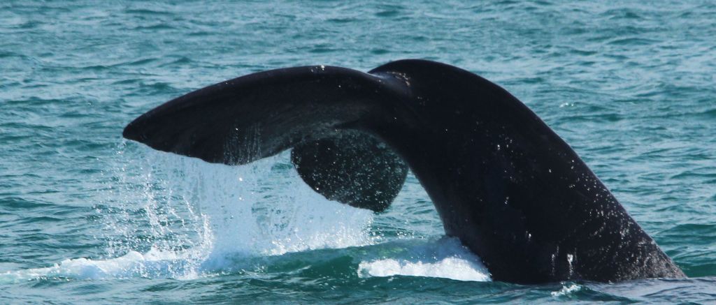 Whale Tale