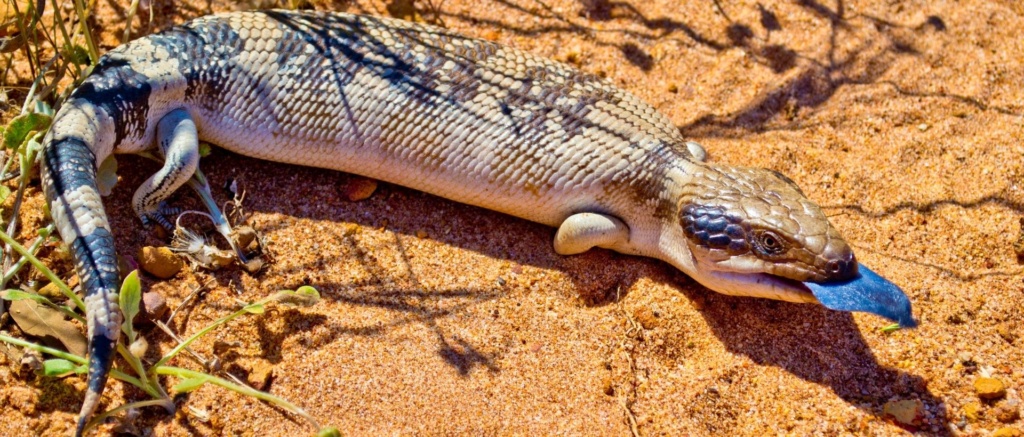 Blue Tongue Lizard On Sand