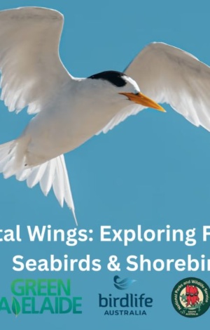 Coastal Wings Exploring Fleurieu's Seabirds And Shorebirds