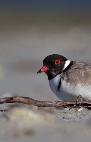 Help The Hoodies Hooded Plover Children's Workshop Victor Harbor