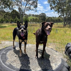 Unicorn Horse And Dog Playground Dogs