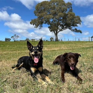 Unicorn Horse And Dog Playground Dogs Grass