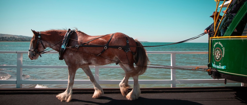 Victor Harbor Horse Drawn Tram