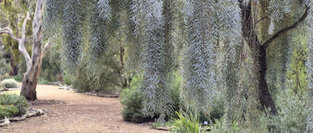 Nangawooka Flora Reserve