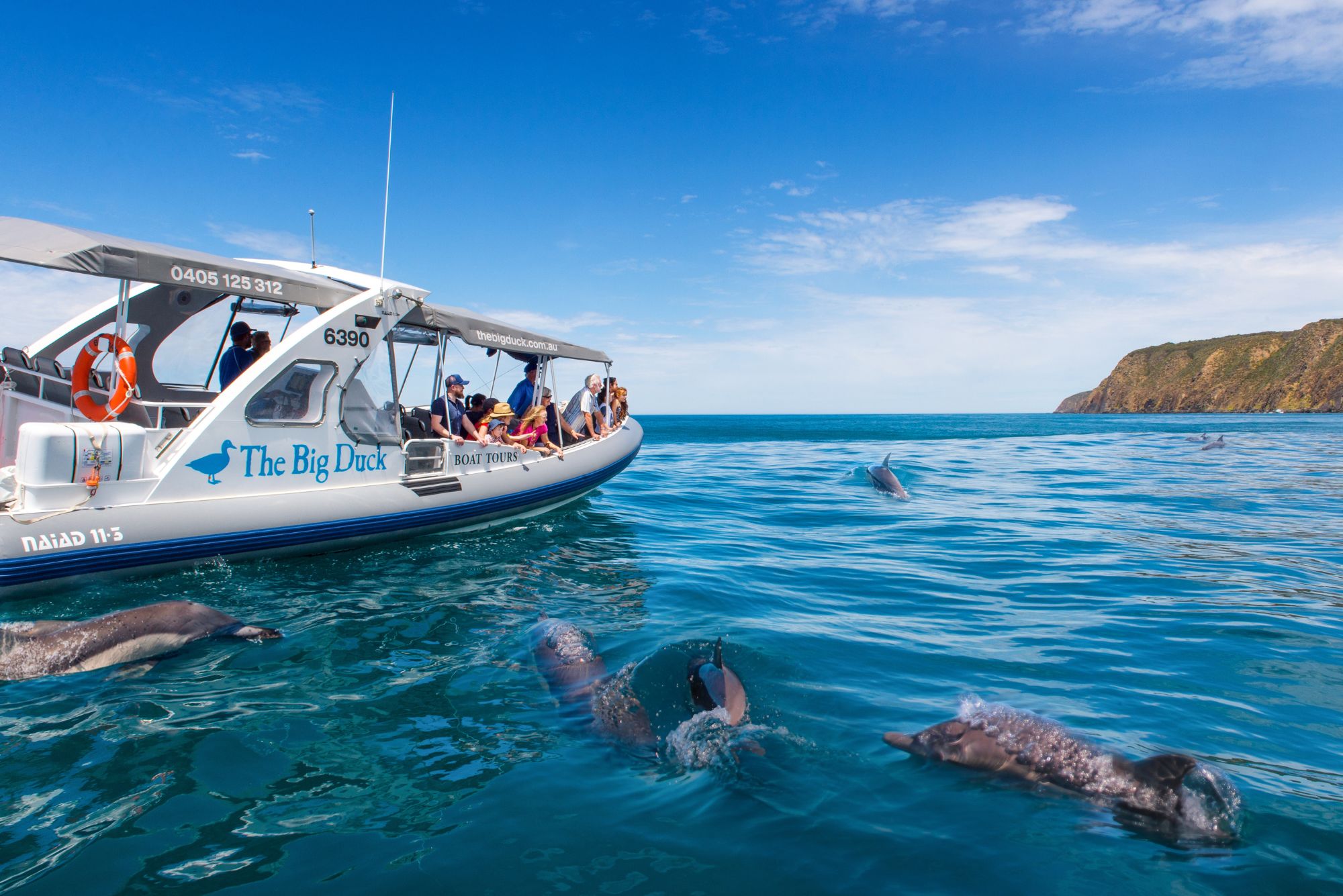 Dolphins swimming alongside the Big Duck boat