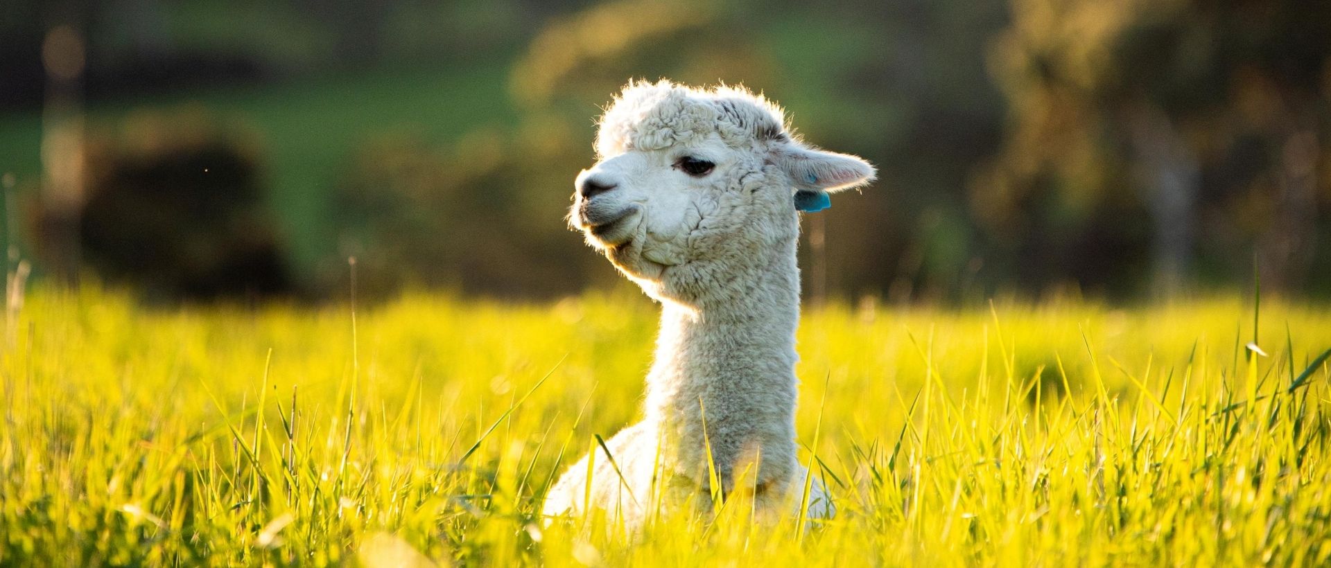 A simple guide to wildlife encounters in Victor Harbor | Victor Harbor