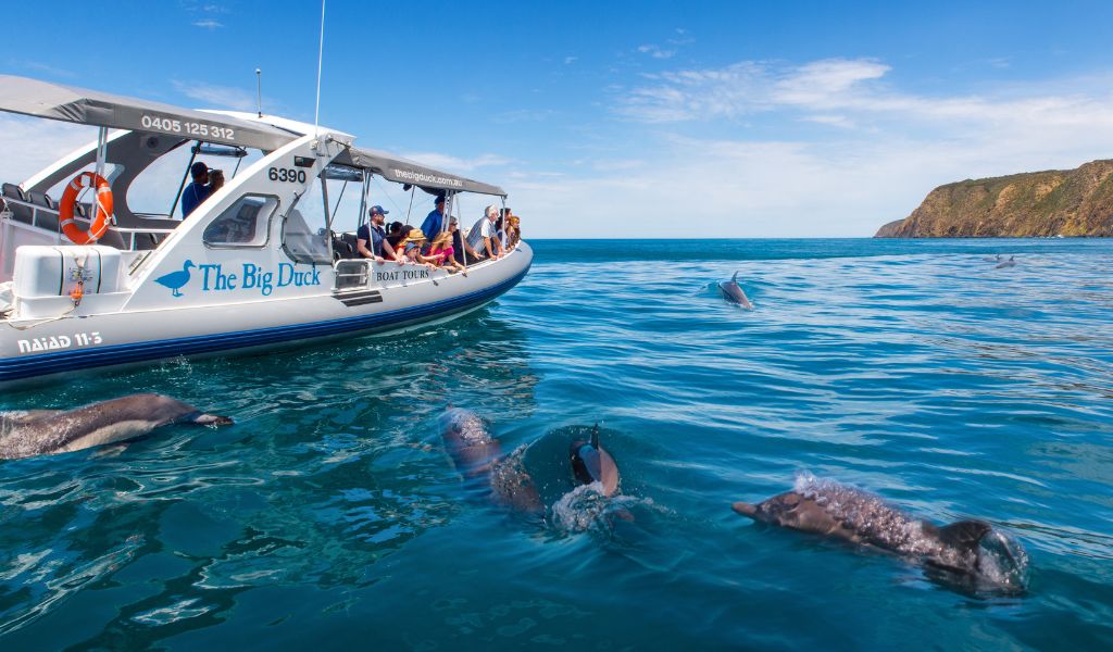 Ride With Dolphins With Big Duck Boat Tours
