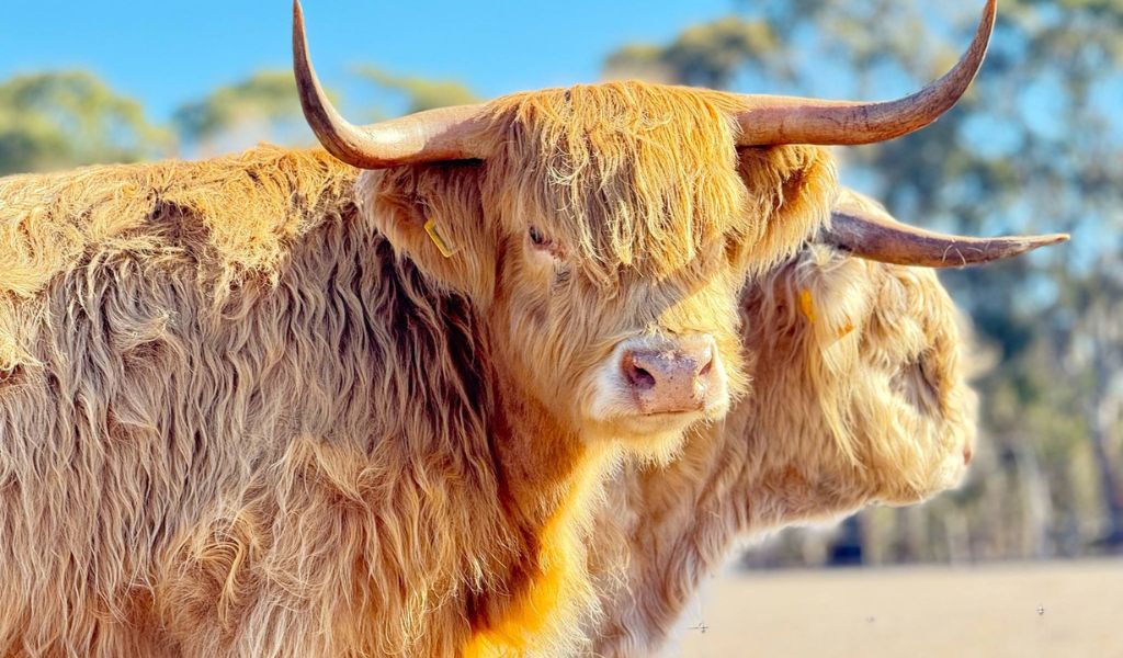 See Highland Cows And Sip Gin