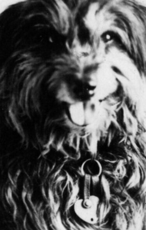 Adelaide Fringe Railway Bob The Greatest Dog Story Ever Told