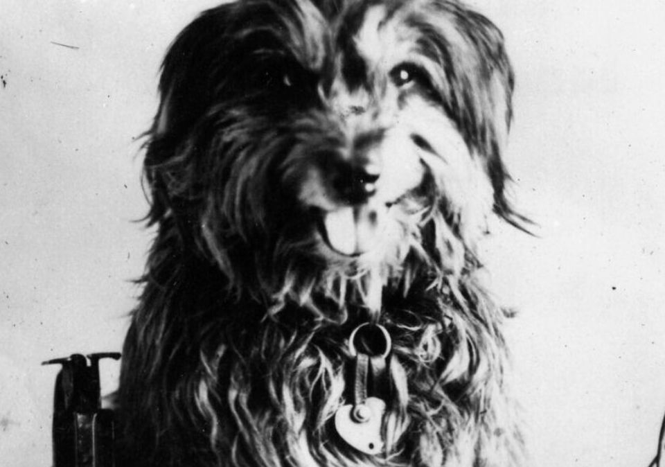 Adelaide Fringe Railway Bob The Greatest Dog Story Ever Told