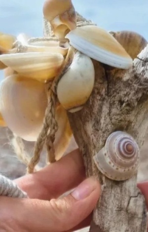 Shell Rattle Website