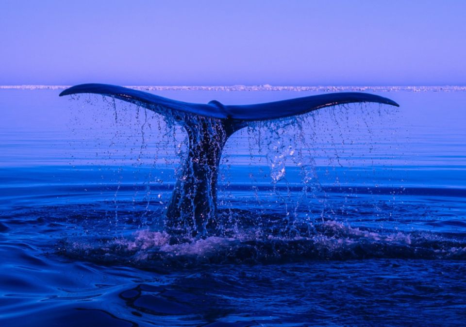 Drumming Circle – Welcoming The Whales Visit Victor