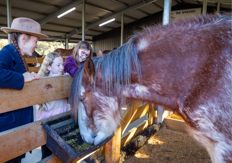 Behind the Scenes at the Victor Harbor Tramway Stables