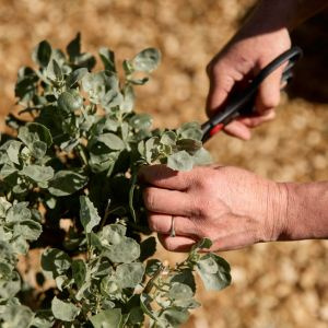 Softfoot Swagman Country Dining Harvesting Natives