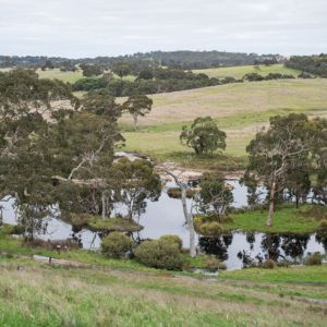 Softfoot Swagman Country Dining Wetland